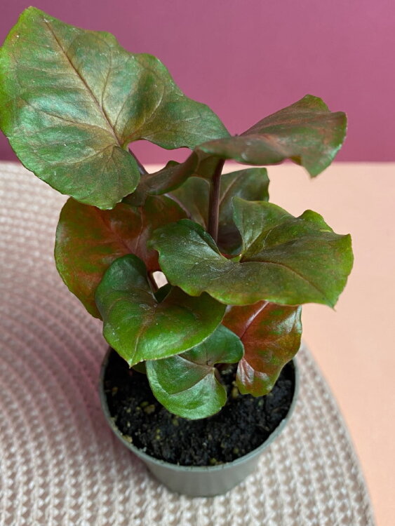 Сингониум Мария ⌀6 