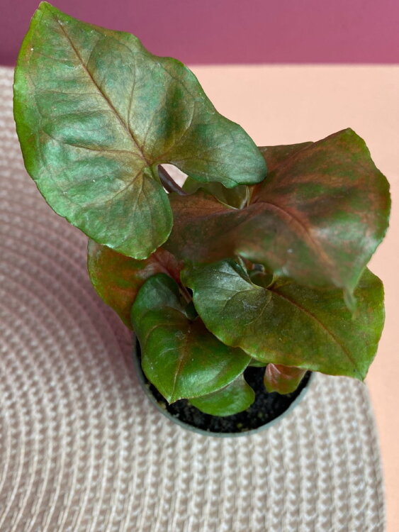 Сингониум Мария ⌀6 