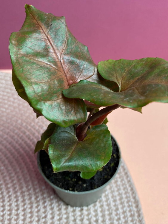 Сингониум Мария ⌀6 