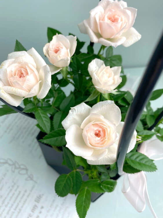 Роза в сумке-корзинке 