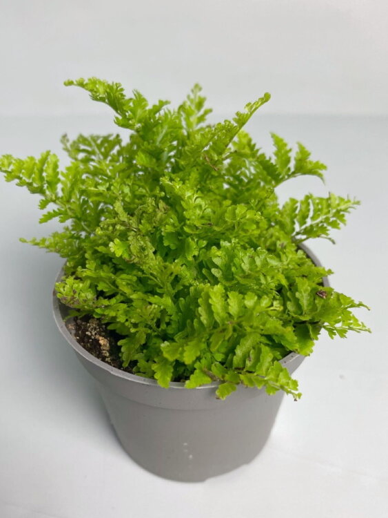 Нефролепис Экскалата ⌀6 