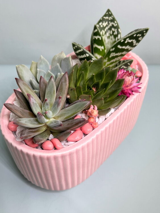 Композиция из суккулентов Карамель  Композиция из суккулентов Карамель