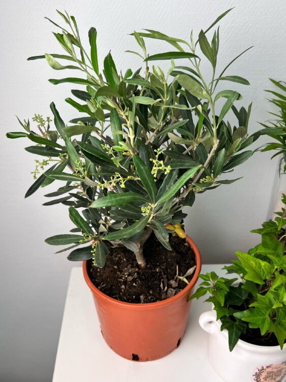 Олива европейская на штамбе ⌀15 45 см 