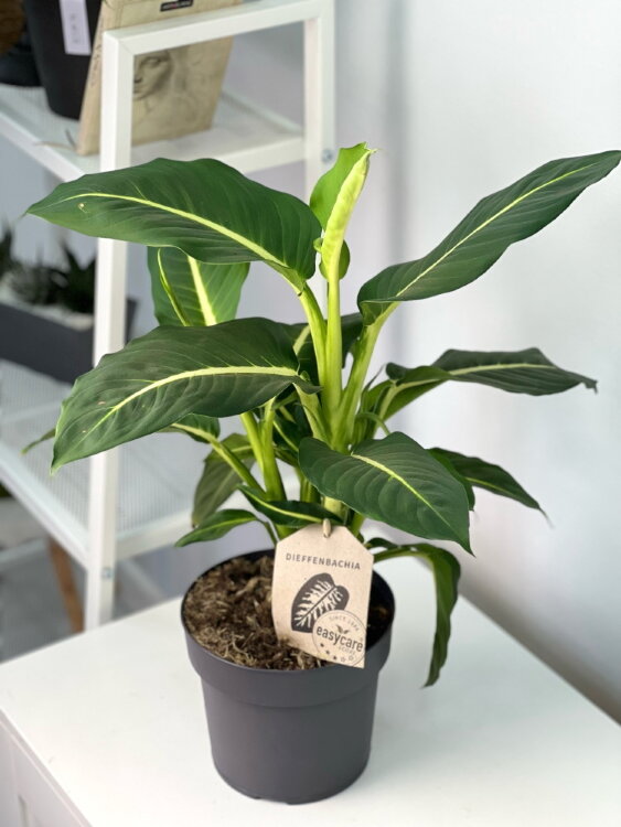 Диффенбахия Грин Меджик ⌀17 50 см 