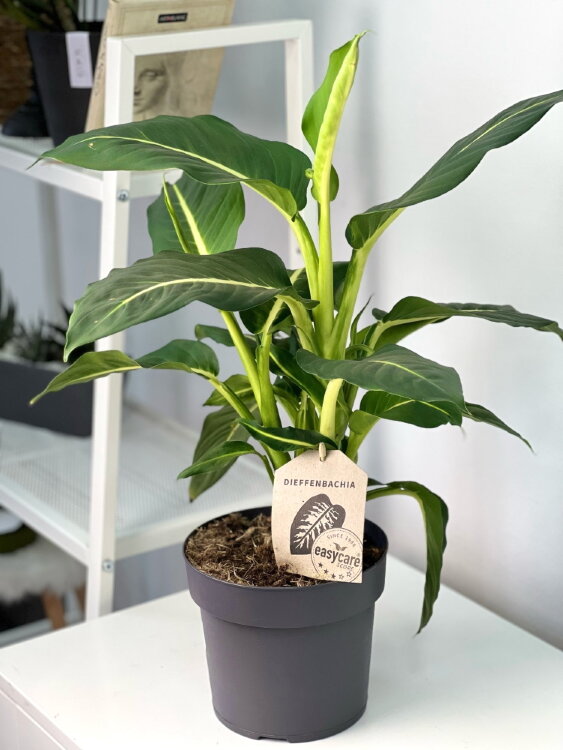 Диффенбахия Грин Меджик ⌀17 50 см 