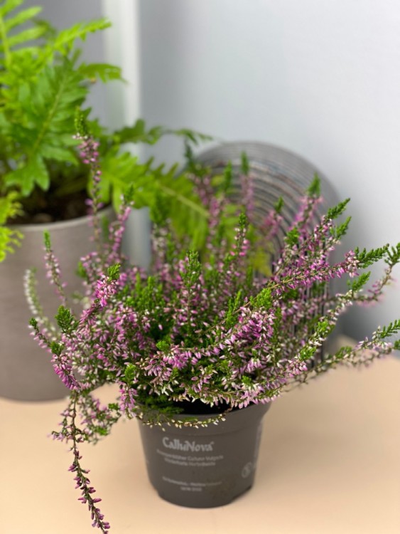 Вереск лиловый ⌀12 