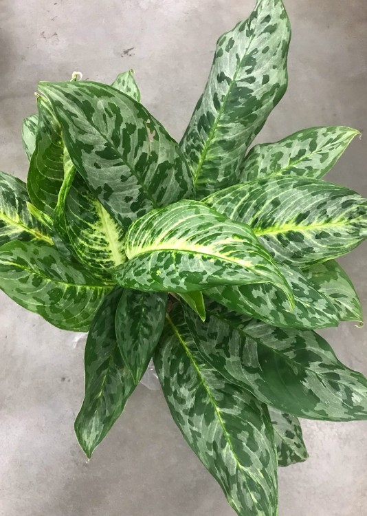 Аглаонема Пикок ⌀17 70 см 