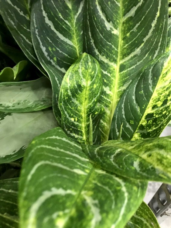 Аглаонема Пикок ⌀17 70 см 