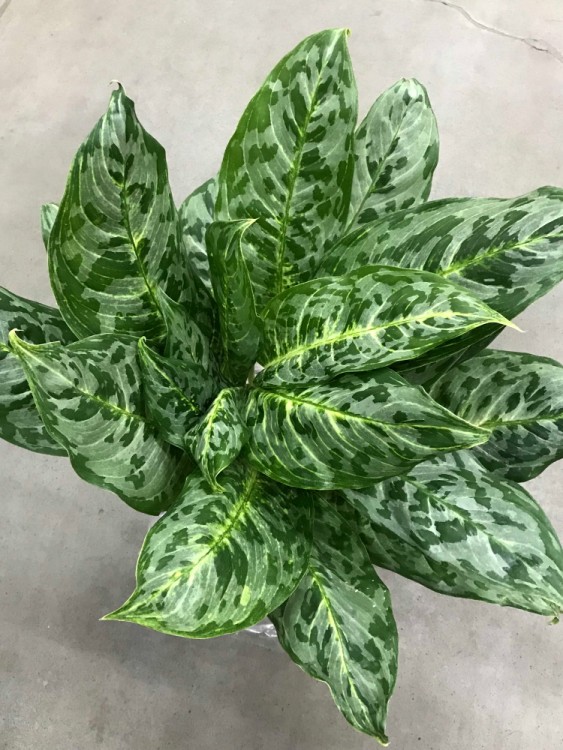 Аглаонема Пикок ⌀17 70 см 