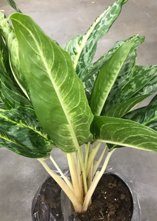 Аглаонема Пикок ⌀17 70 см 