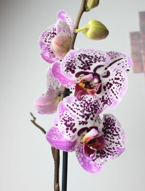 Орхидея Фаленопсис Мелоди 1 ст