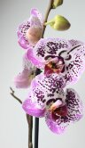 Орхидея Фаленопсис Мелоди 1 ст 