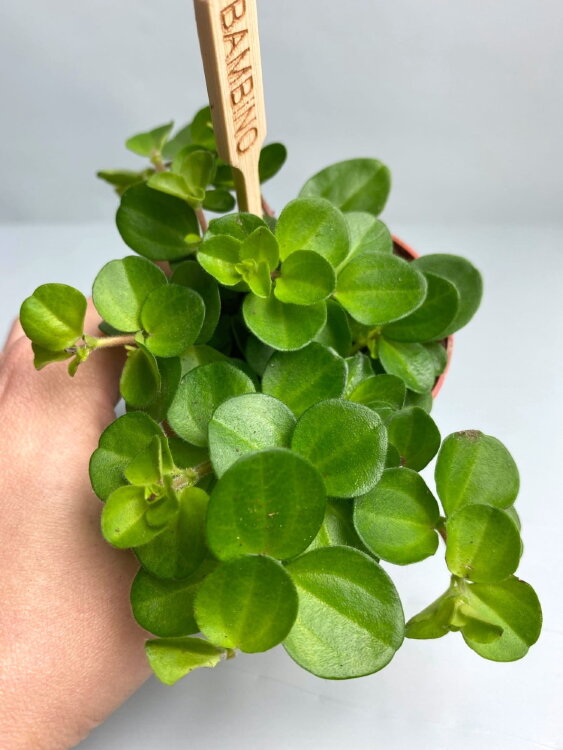 Пеперомия Ротундифолия ⌀5 