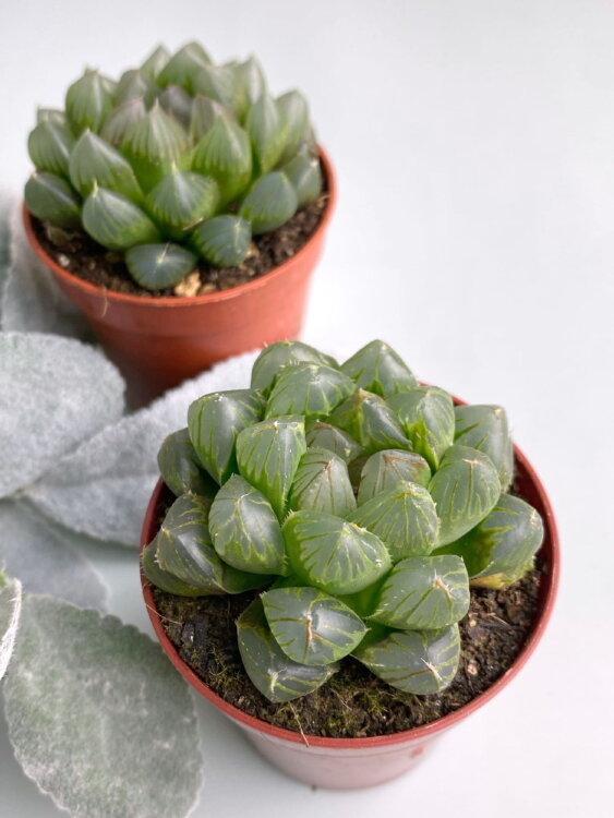 Хавортия Купера Трунката ⌀5 