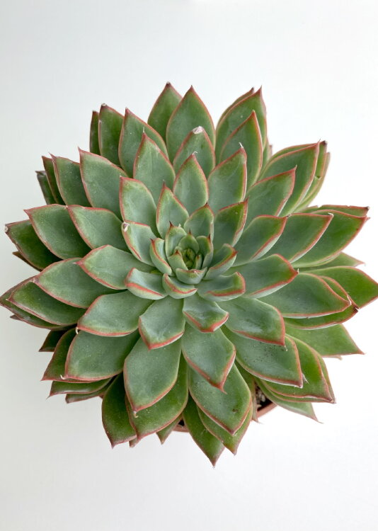 Эхеверия Сагита ⌀10 