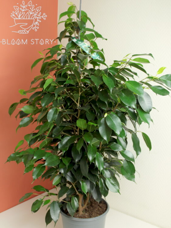 Фикус бенджамина Даниэль ⌀21 100 см 