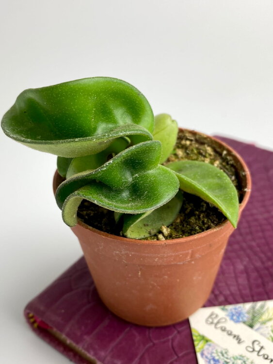 Хойя Карноза ⌀7 