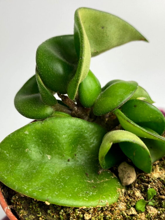 Хойя Карноза ⌀7 