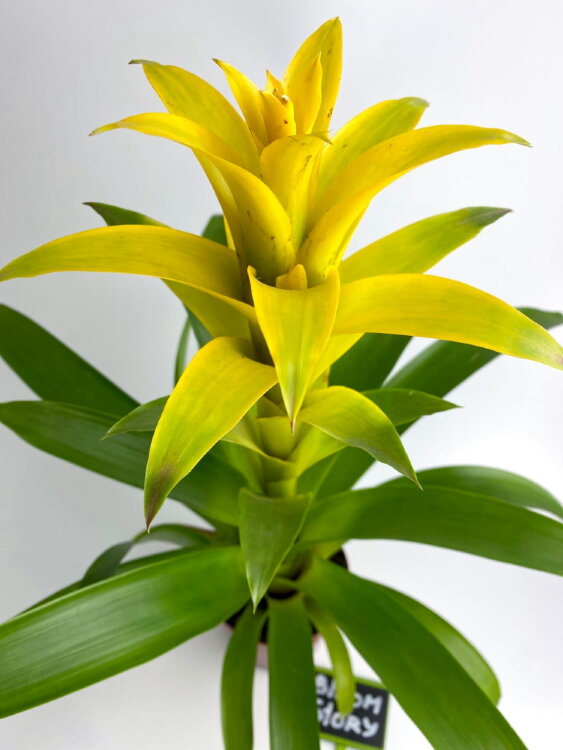 Гузмания Дениз жёлтая ⌀12 45 см 