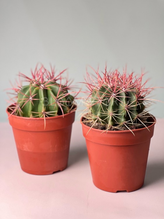 Ферокактус Латиспинус ⌀12 