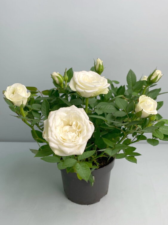 Роза Даника белая ⌀10 30 см 