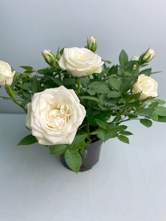Роза Даника белая ⌀10 30 см 