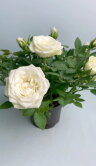 Роза Даника белая ⌀10 30 см 