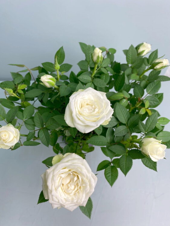 Роза Даника белая ⌀10 30 см 