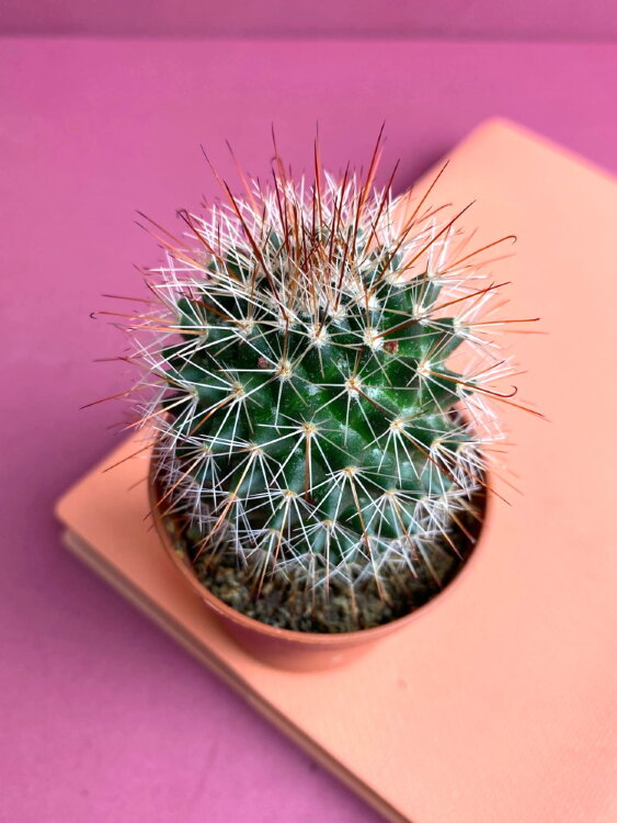 Маммиллярия Фрайлеана ⌀5 