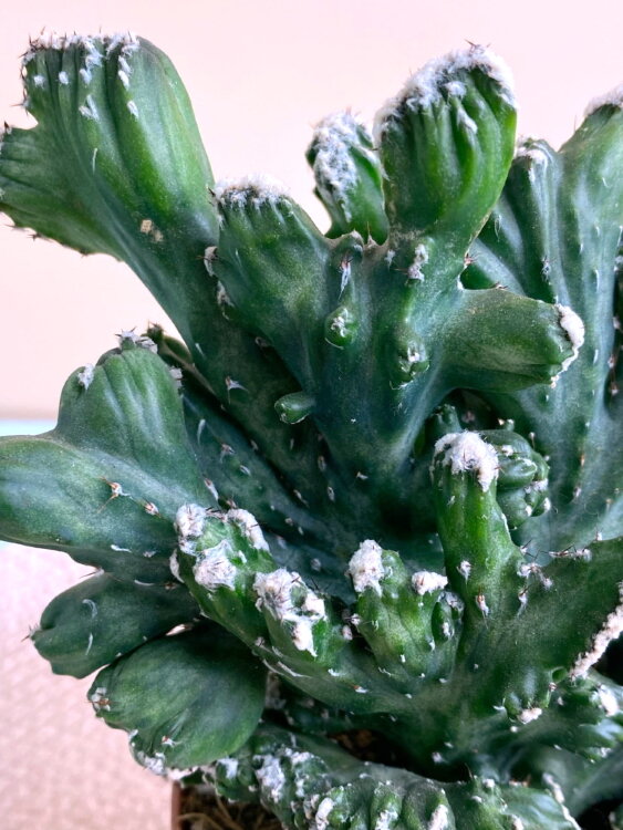 Монвиллея Спегаццини Кристата ⌀10 