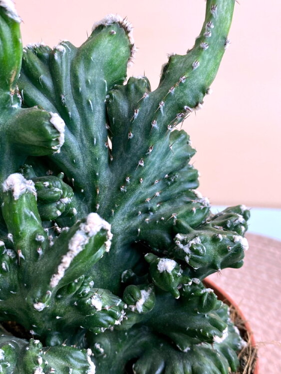 Монвиллея Спегаццини Кристата ⌀10 