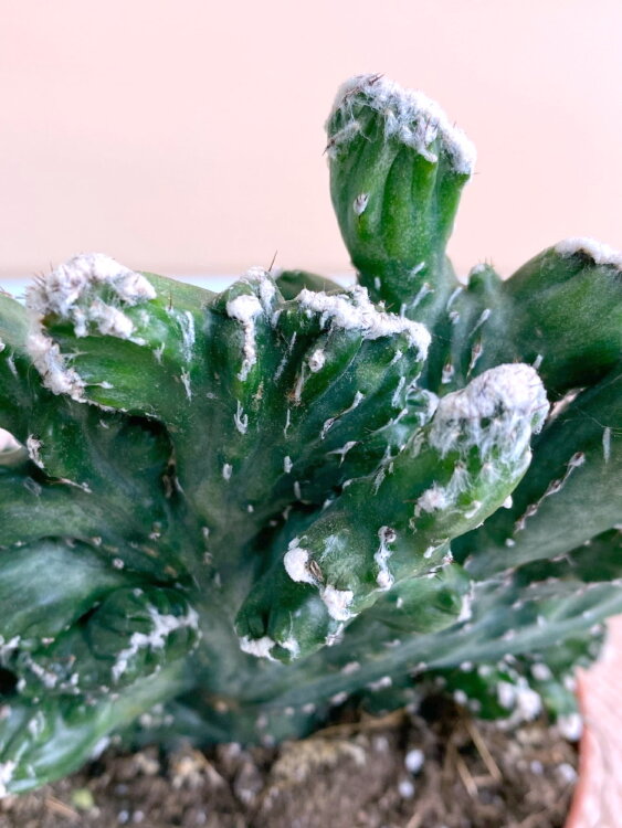 Монвиллея Спегаццини Кристата ⌀10 