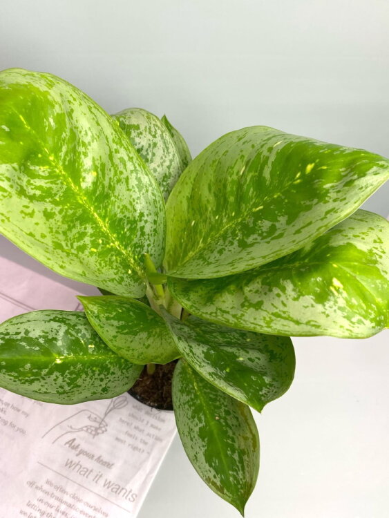 Аглаонема Лемон Минт ⌀12 40 см 