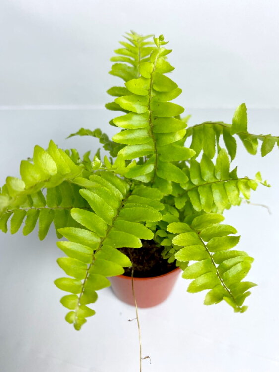 Нефролепис Бостон ⌀6  Нефролепис Бостон ⌀6