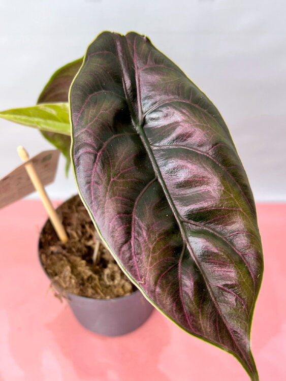 Алоказия Ред Секрет ⌀10 25 см 