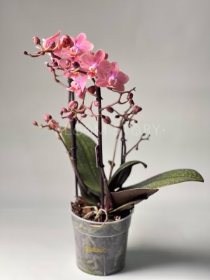 Орхидея Фаленопсис Аромио Фреш ⌀12 40 см