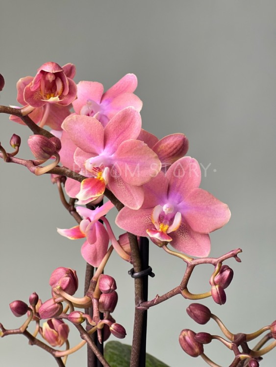 Орхидея Фаленопсис Аромио Фреш ⌀12 40 см 