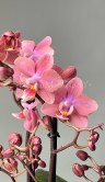 Орхидея Фаленопсис Аромио Фреш ⌀12 40 см 