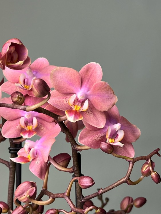 Орхидея Фаленопсис Аромио Фреш ⌀12 40 см 