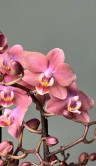 Орхидея Фаленопсис Аромио Фреш ⌀12 40 см 