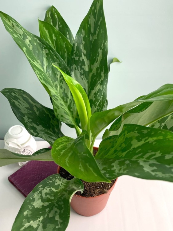 Аглаонема Ромео ⌀14 30 см  Аглаонема Ромео ⌀14 30 см