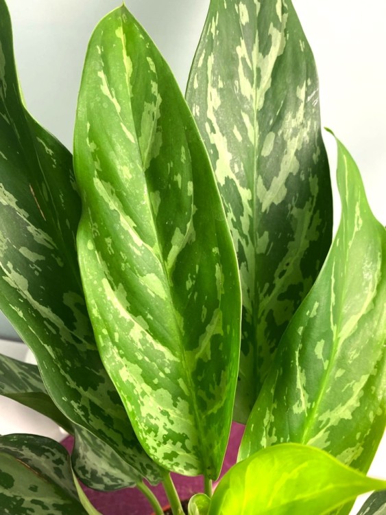 Аглаонема Ромео ⌀14 30 см  Аглаонема Ромео ⌀14 30 см