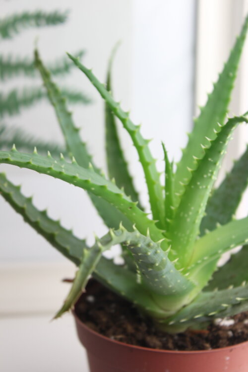 Алоэ Древовидное (Столетник) ⌀10 25 см 