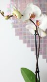 Орхидея Фаленопсис белая с розовым 1 ст 