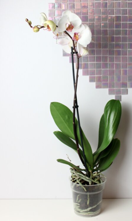 Орхидея Фаленопсис белая с розовым 1 ст 