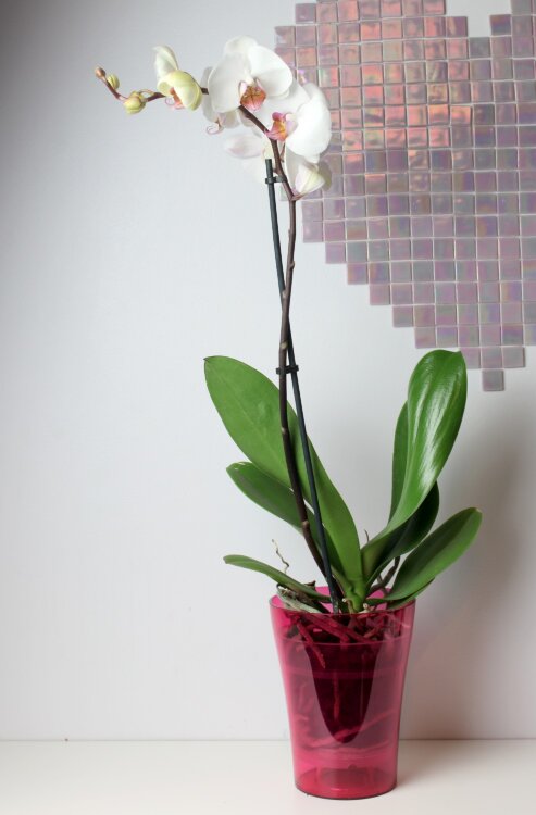 Орхидея Фаленопсис белая с розовым 1 ст 