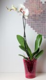 Орхидея Фаленопсис белая с розовым 1 ст 
