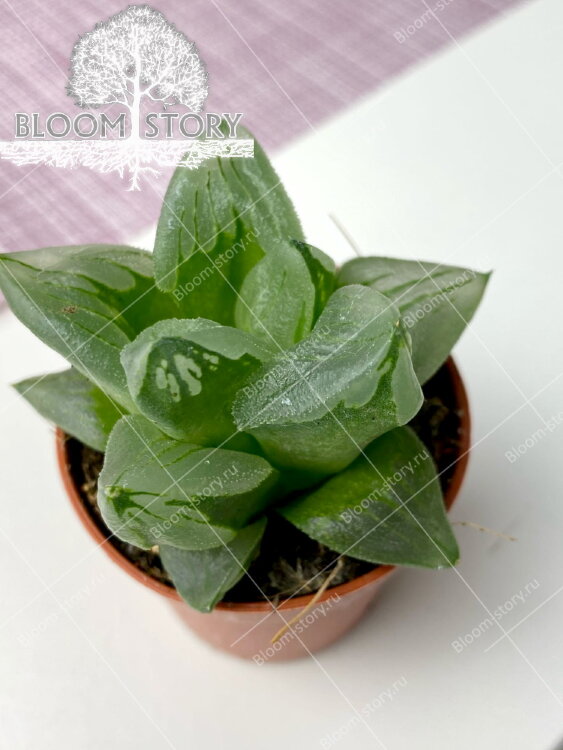 Хавортия Трунката Комптониана ⌀5  Хавортия Трунката Комптониана ⌀5