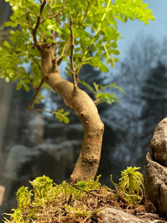 Бонсай Зантоксилум со скалой 30 см 