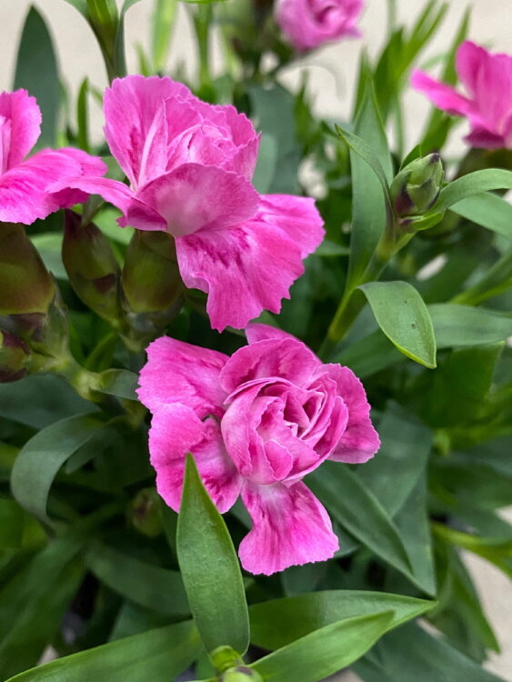 Гвоздика розовая ⌀12  Гвоздика розовая ⌀12